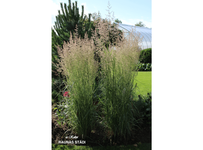 Calamagrostis × acutiflora   'Overdam'